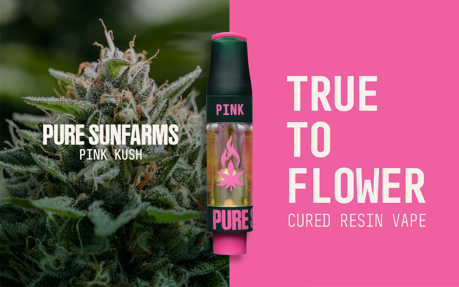 Village Farms Launches Pure Sunfarms Pink Kush Cured Resin Vape